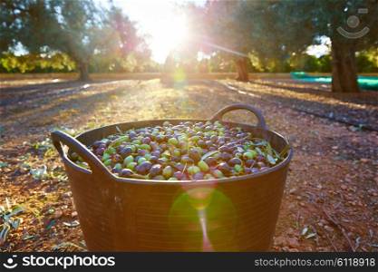 Olives harvest picking in farmer basket at Mediterranean