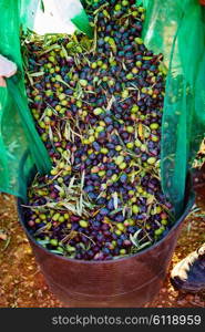 Olives harvest picking in farmer basket at Mediterranean