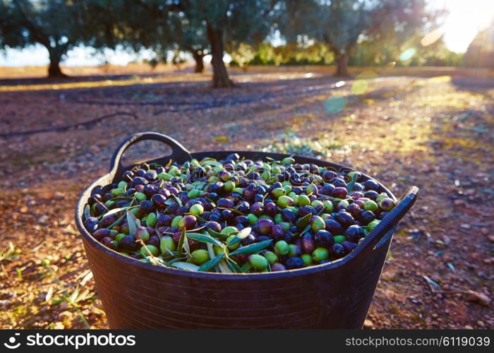 Olives harvest picking in farmer basket at Mediterranean