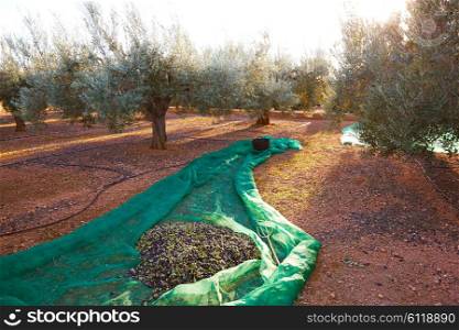 Olives harvest picking with net at Mediterranean in olive trees field