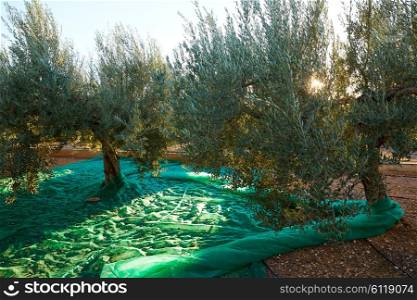 Olives harvest picking with net at Mediterranean in olive trees field