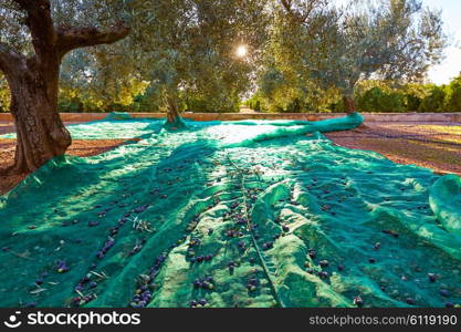 Olives harvest picking with net at Mediterranean in olive trees field