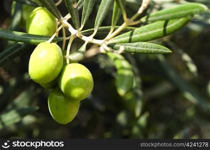 Olives on a branch. Close up green olives on a tree.