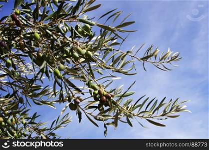 Olives on branch against blue sky