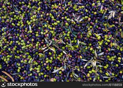 Olives texture in harvest at Mediterranean Spain
