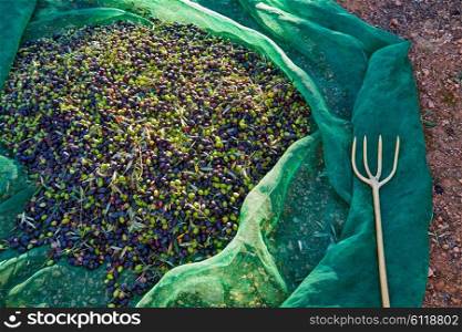 Olives texture in harvest picking with net and wooden fork at Mediterranean