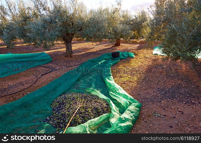 Olives texture in harvest picking with net and wooden fork at Mediterranean