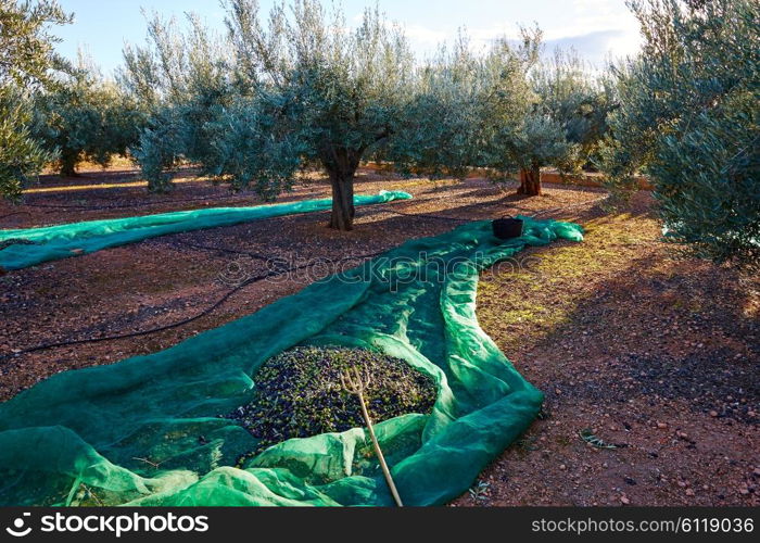 Olives texture in harvest picking with net and wooden fork at Mediterranean