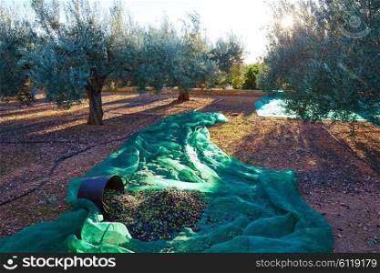 Olives texture in harvest with net at Mediterranean
