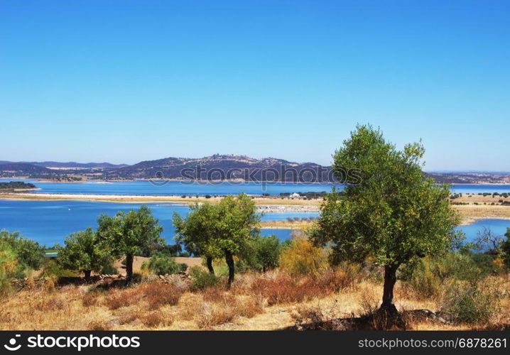 Olives tree near Alqueva lake, alentejo, Portugal