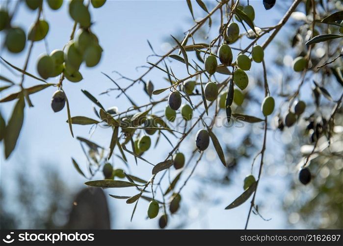 Olives Trees in Almendres near the city of Evora in Alentejo in Portugal. Portugal, Evora, October, 2021