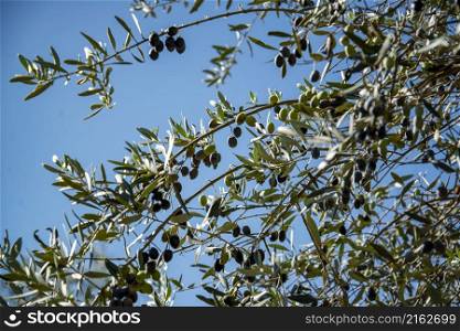 Olives Trees in Almendres near the city of Evora in Alentejo in Portugal. Portugal, Evora, October, 2021