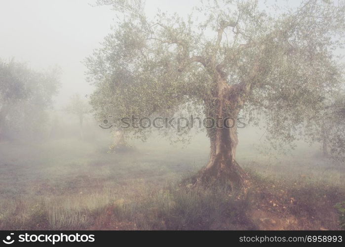 Olives trees in Greece. Olives trees garden in Greece. Sunny spring misty norning