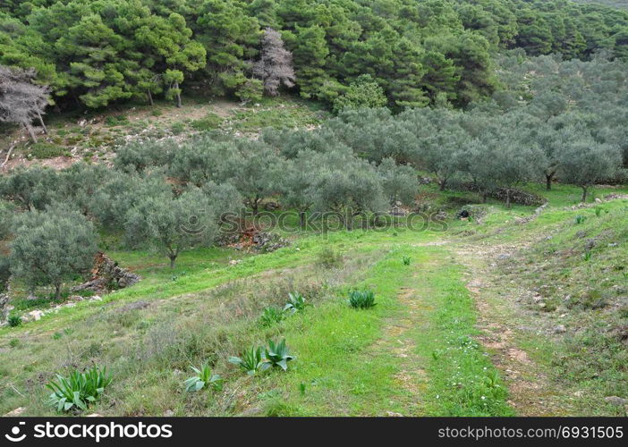 Olives trees under pine forest. Nature landscape and footpath.