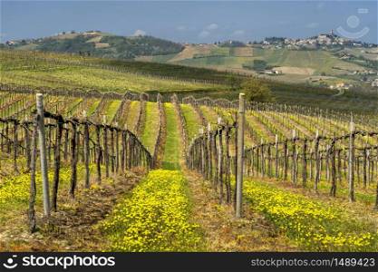 Oltrepo Pavese, Pavia, Lombardy, Italy: country landscape of the vineyards in springtime (April)