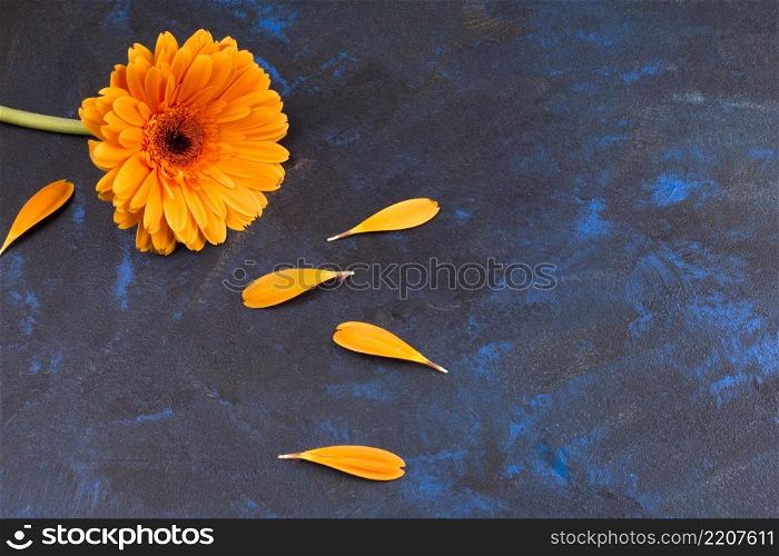 OLYMPUS DIGITAL CAMERA. composition yellow flower petals