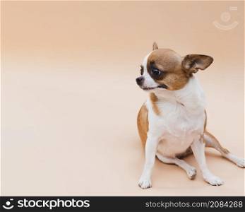 OLYMPUS DIGITAL CAMERA. dog sitting looking away copy space background