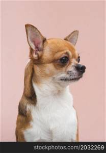 OLYMPUS DIGITAL CAMERA. front view cute chihuahua puppy with alerted ears looking away