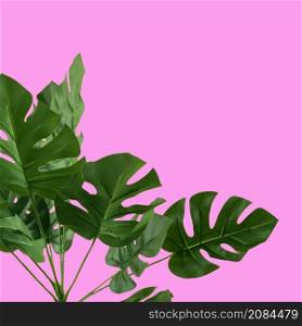 OLYMPUS DIGITAL CAMERA. green artificial monstera leaves pink background