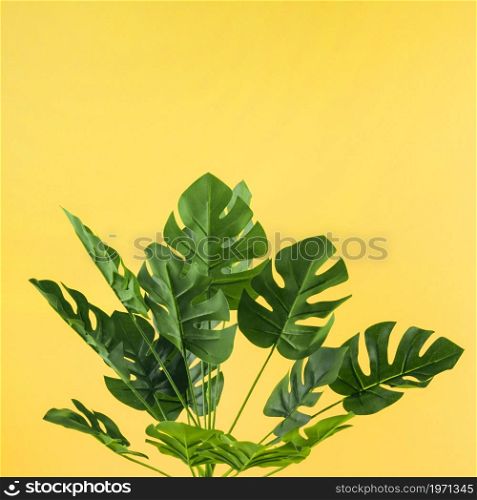 OLYMPUS DIGITAL CAMERA. High resolution photo. artificial monstera leaves against yellow background. High quality photo