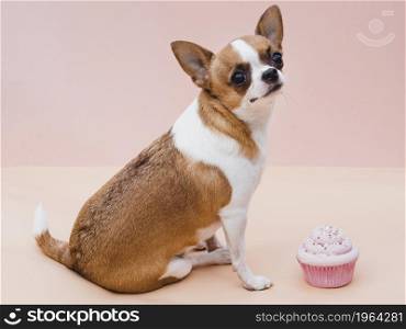 OLYMPUS DIGITAL CAMERA. High resolution photo. good boy dog sitting delicious cupcake. High quality photo