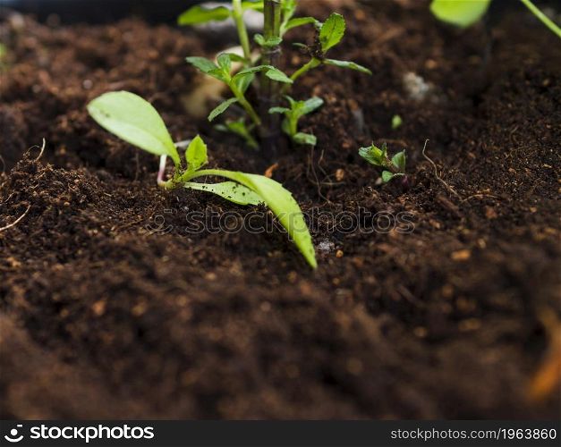 OLYMPUS DIGITAL CAMERA. High resolution photo. top view plant soil. High quality photo