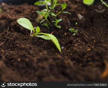 OLYMPUS DIGITAL CAMERA. High resolution photo. top view plant soil. High quality photo