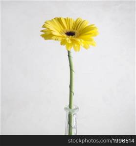 OLYMPUS DIGITAL CAMERA. single yellow flower vase