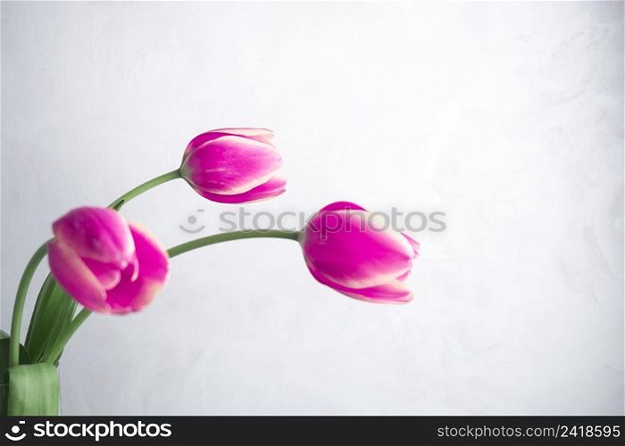 OLYMPUS DIGITAL CAMERA. three pink tulips white background