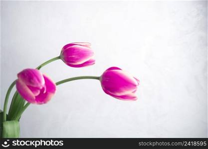 OLYMPUS DIGITAL CAMERA. three pink tulips white background