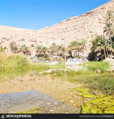 oman old mountain and water in canyon wadi oasi nature paradise