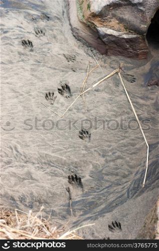 Ominous looking wildlife tracks in hard sand near water