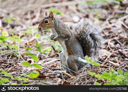 omnivorous rodent squirrel on ground
