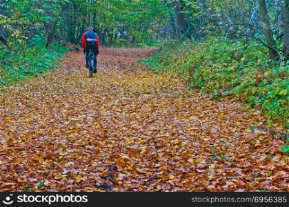 on a Bicycle in the autumn forest, a cyclist rides of fallen red and yellow leaves. a cyclist rides of fallen red and yellow leaves, on a Bicycle in the autumn forest. a cyclist rides of fallen red and yellow leaves, on a Bicycle in the autumn forest