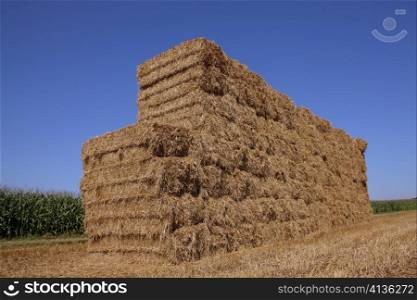 on a field bales are made of cereal. after harvest