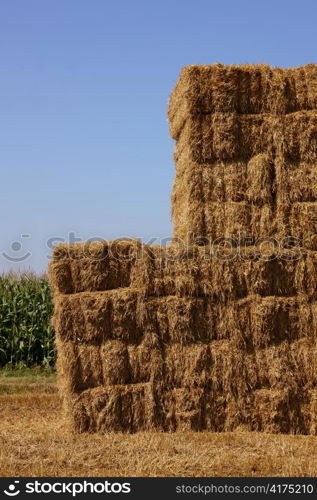 on a field bales are made of cereal. after harvest