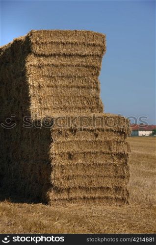 on a field bales are made of cereal. after harvest