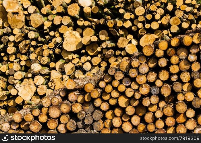 On a spring morning near Hardy?s Monument, Dorset, England, United Kingdon. These logs caught the morning light