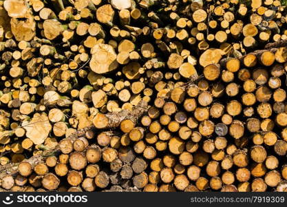 On a spring morning near Hardy?s Monument, Dorset, England, United Kingdon. These logs caught the morning light