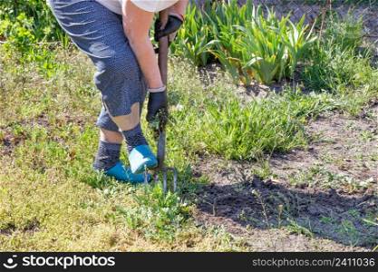 On a sunny spring day, a woman loosens the soil in the garden with metal forks and removes weeds on a sunny spring day.. A woman loosens the soil in the garden with a metal pitchfork on a sunny spring day.