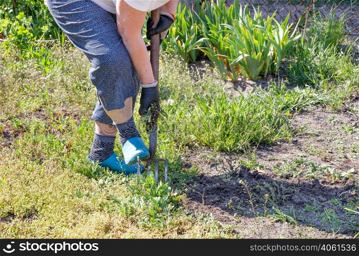 On a sunny spring day, a woman loosens the soil in the garden with metal forks and removes weeds on a sunny spring day.. A woman loosens the soil in the garden with a metal pitchfork on a sunny spring day.