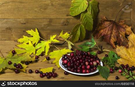 On a wooden surface is white saucer with cranberries surrounded by yellow autumn leaves. About saucers scattered berries.