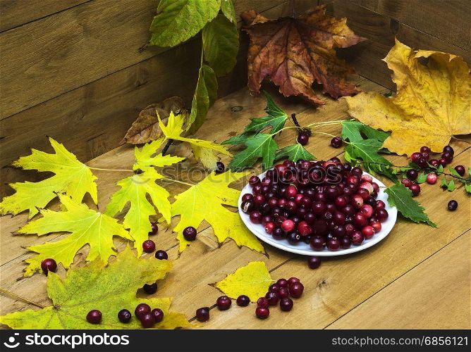 On a wooden surface surrounded by yellow autumn leaves is white saucer with cranberries. about saucers scattered berries.