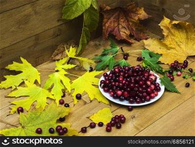 On a wooden surface surrounded by yellow autumn leaves is white saucer with cranberries. about saucers scattered berries.