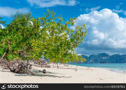 on an empty beach Pod island grows a tree