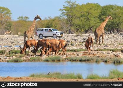 On Safari - Tourism and Wildlife