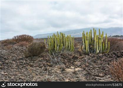 On stony soil grow cacti