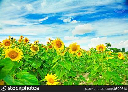 on sunflower field