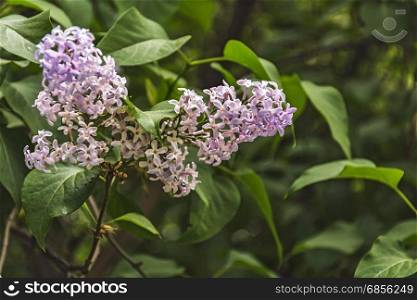 On the branch of a lilac bush lilac flowers