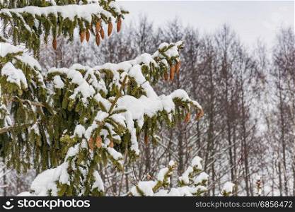 On the branches of spruce covered with snow hanging brown cones